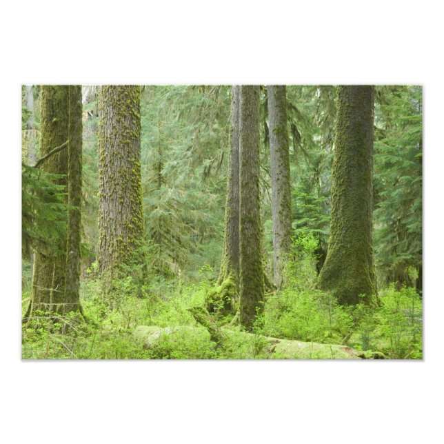Foto EE. UU., Washington, Parque Nacional Olímpico, Pri (Frente)