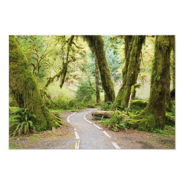 Foto EE. UU., Washington, Parque Nacional Olímpico, Sen (Frente)