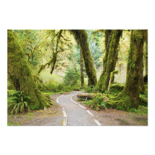 Foto EE.UU., Washington, Parque Nacional Olímpico, Send