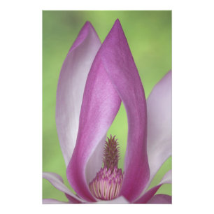 Foto EE. UU., Washington. Primer plano de flor de magno