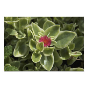 Foto EE. UU., Washington, Woodinville, flor de Sedum