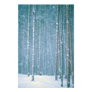 Foto EE. UU., WY. Escena invernal nevada entre