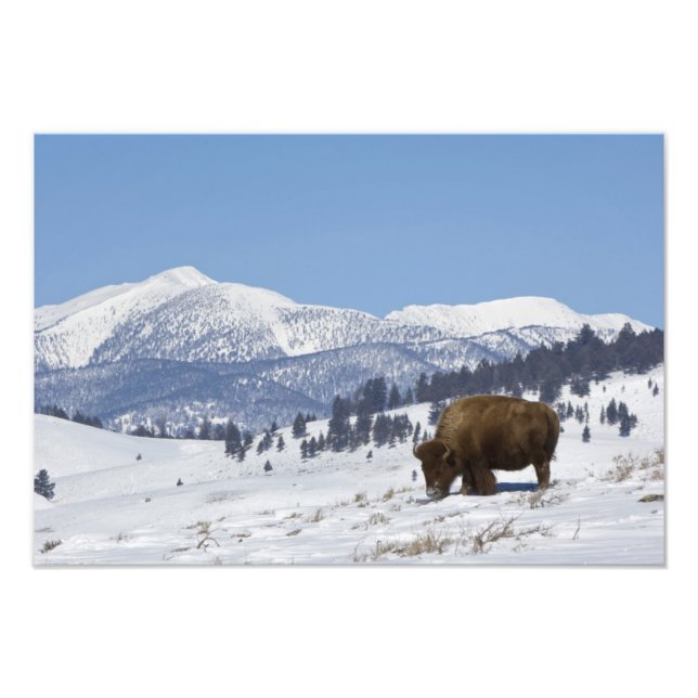 Foto EE. UU., WY, Parque Nacional Yellowstone, Bisonte  (Frente)