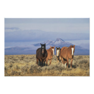 Foto EE. UU., Wyoming, cerca del grupo de caballos de C
