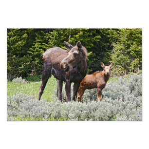 Foto EE. UU., Wyoming, montañas Bighorn, alce Alces