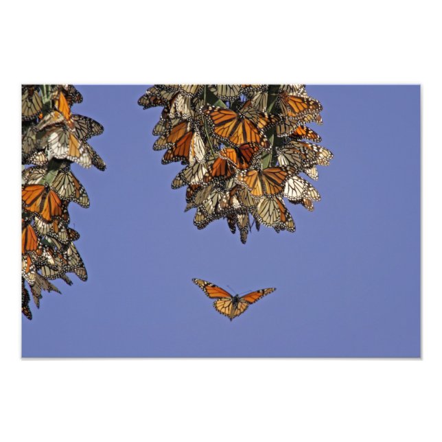 Foto EEUU, California, Pismo Beach. Monarca (Frente)