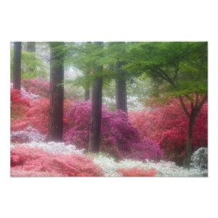 Foto EEUU; Georgia; montaña Pine. Azaleas at