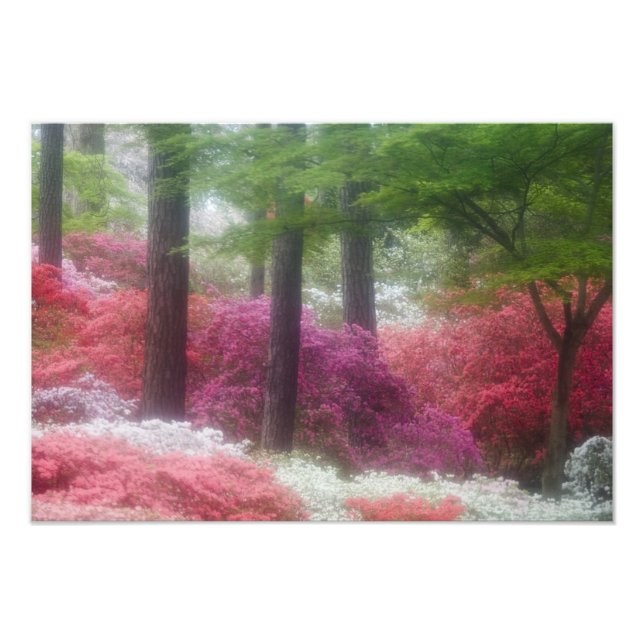 Foto EEUU; Georgia; montaña Pine. Azaleas at (Frente)