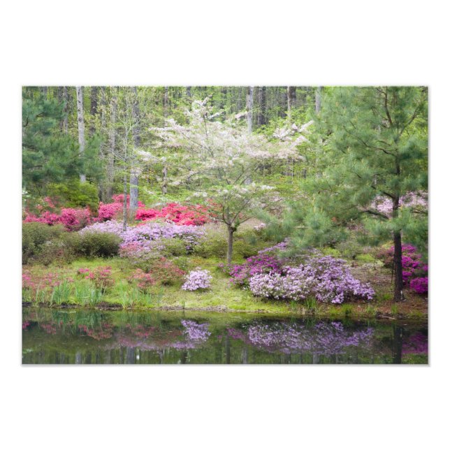 Foto EEUU, Georgia, Montaña Pine. Una mezcla de (Frente)