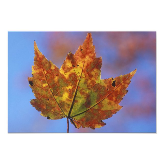 Foto EEUU, New Hampshire, Montañas Blancas, Franconia (Frente)