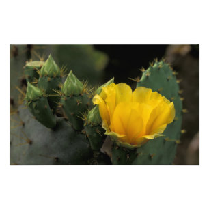 Foto EEUU, Texas, Predy Cactus en flor.