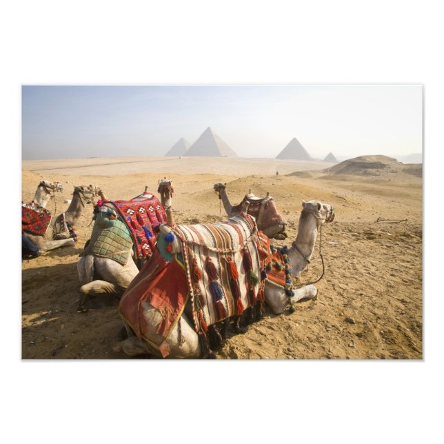 Foto Egipto, El Cairo. Camellos descansando (Frente)