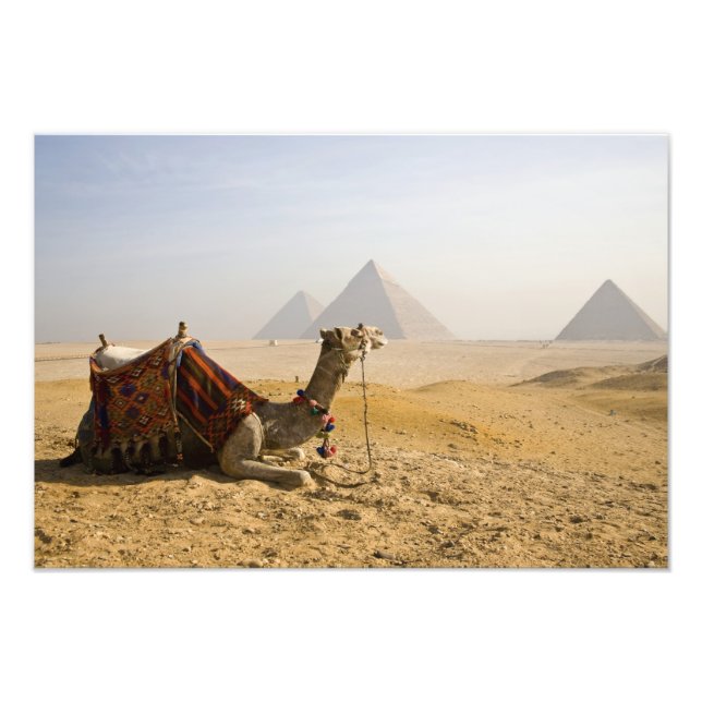 Foto Egipto, El Cairo. Un camello solitario (Frente)