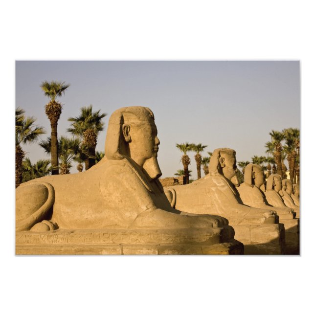 Foto Egipto, Luxor. La Avenida de las Esfinges conduce  (Frente)
