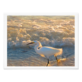 Foto Egret al atardecer en la imagen fotográfica de la 
