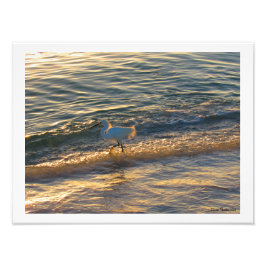 Foto Egret At The Beach Photographic Print