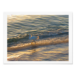 Foto Egret At The Beach Photographic Print