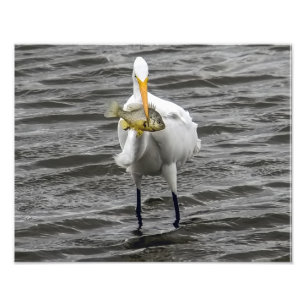 Foto Egret con almuerzo