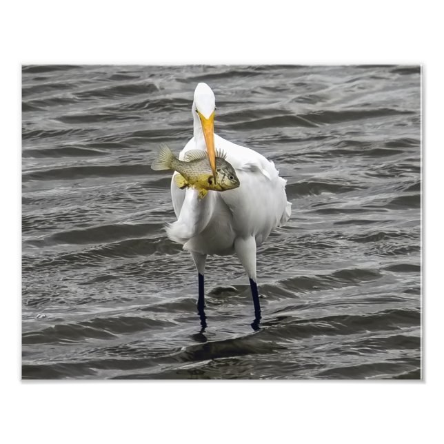 Foto Egret con almuerzo (Frente)