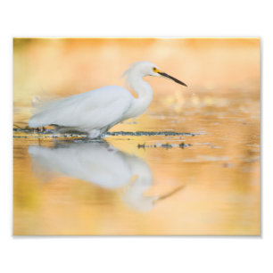 Foto Egret cuando el sol se pone