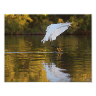 Foto Egret en vuelo sobre el estanque dorado