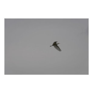 Foto Egret In Flight