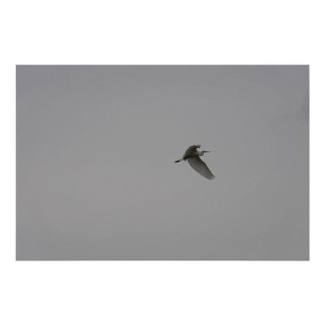 Foto Egret In Flight (Frente)