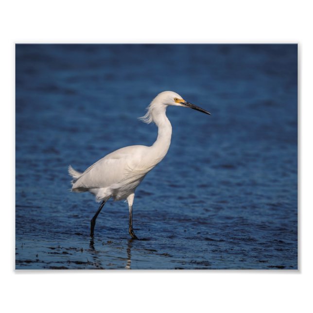 Foto Egret nevado 10x8 en North Beach (Frente)