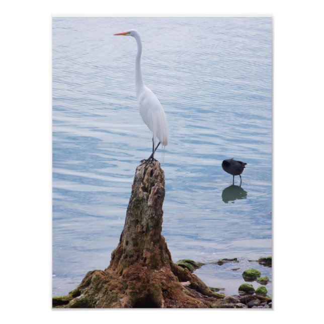 Foto Egret Perch (Frente)