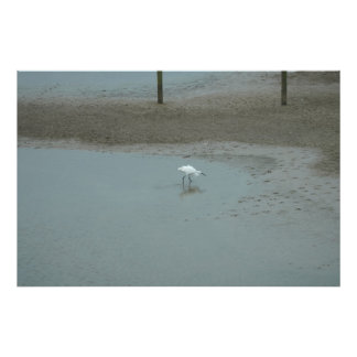 Foto Egret Wading