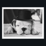 Foto "Einstein" Bulldog inglés pipa<br><div class="desc">¡No tienes que ser un Einstein para saber lo lindo que es este cachorro de Bulldog inglés!</div>