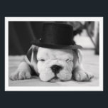Foto "Einstein" Bulldog inglés pipa<br><div class="desc">¡No tienes que ser un Einstein para saber lo lindo que es este cachorro de Bulldog inglés!</div>