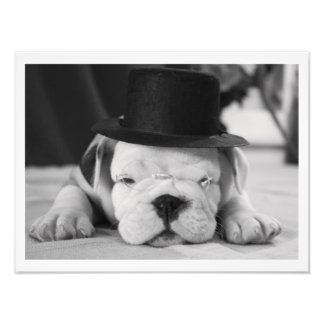 Foto "Einstein" Bulldog inglés pipa