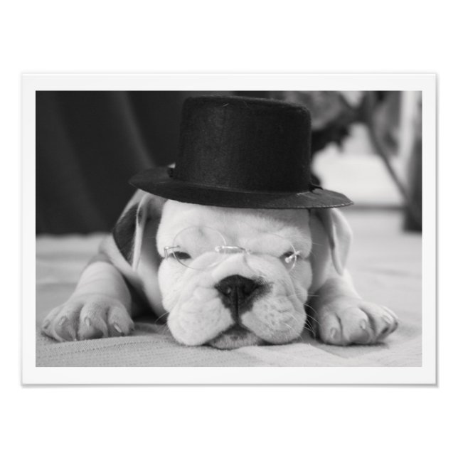 Foto "Einstein" Bulldog inglés pipa (Frente)