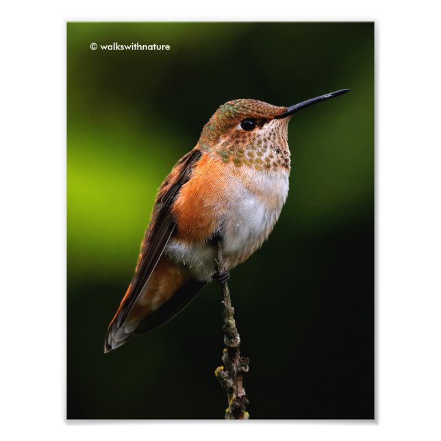 Foto El Adorable Hummingbird Rufous en una rama (Frente)