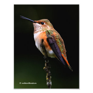 Foto El Adorable Hummingbird Rufous en una rama
