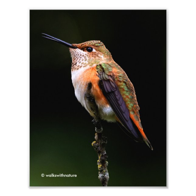 Foto El Adorable Hummingbird Rufous en una rama (Frente)