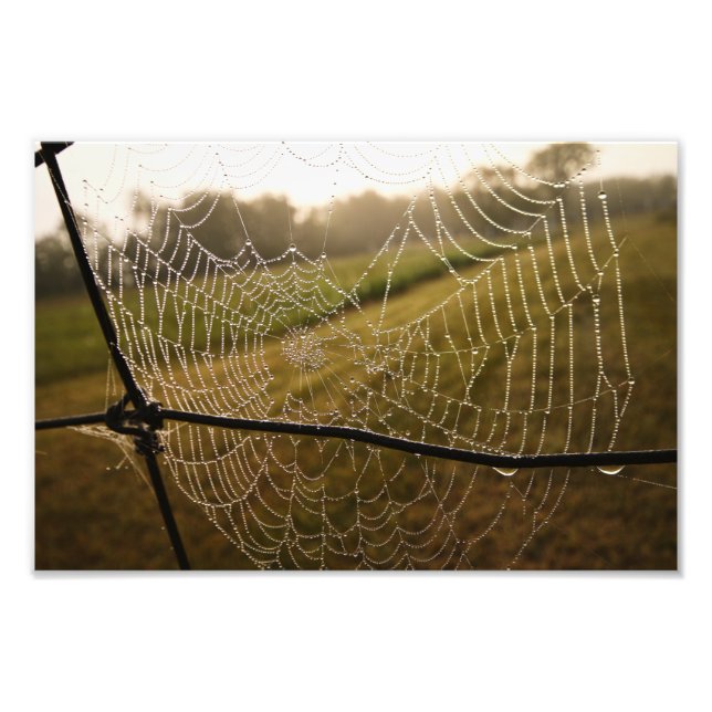 Foto El agua cae en la web de la araña (Frente)