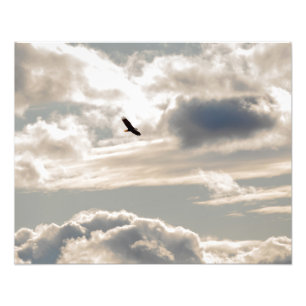 Foto El águila calva