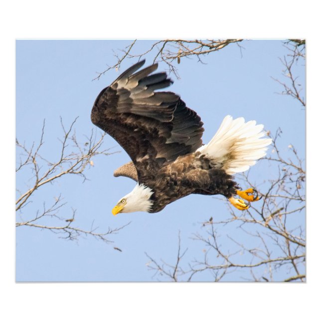 Foto El águila calva mira su premio (Frente)
