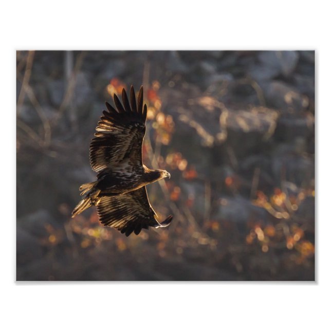 Foto El águila en la hora de oro (Frente)