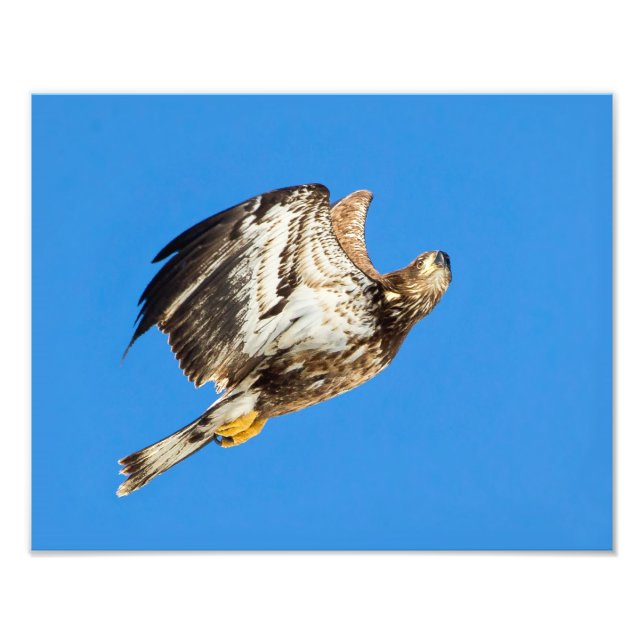 Foto El Águila Juvenil Calva Arriba Y Arriba (Frente)