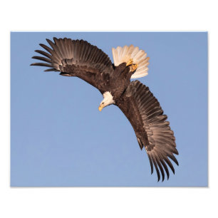 Foto El águila poderosa