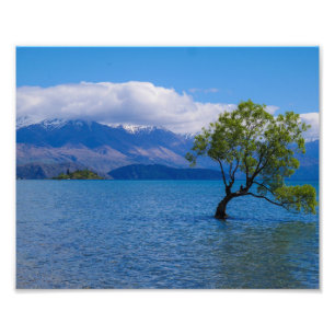 Foto El árbol Wanaka, el lago Wanaka, Nueva Zelanda - F