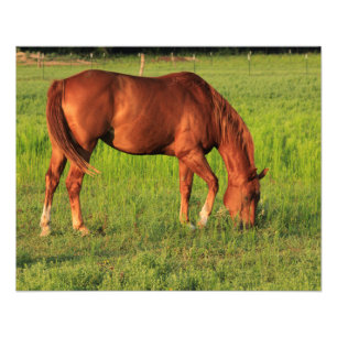 Foto El caballo rojo de Kansas en una pastelería