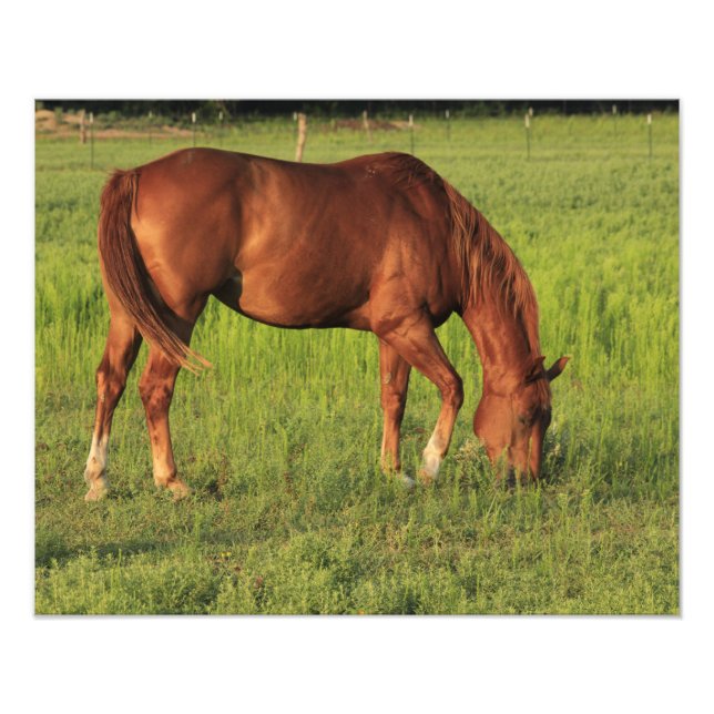 Foto El caballo rojo de Kansas en una pastelería (Frente)
