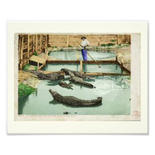 Foto El caimán del bebé del agua Joe