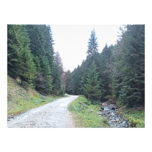 Foto El camino entre pinos - Naturaleza salvaje Rumania