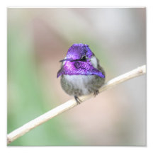 El colibrí de Costa