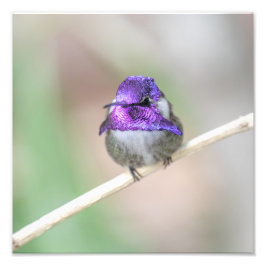 Foto El colibrí de Costa